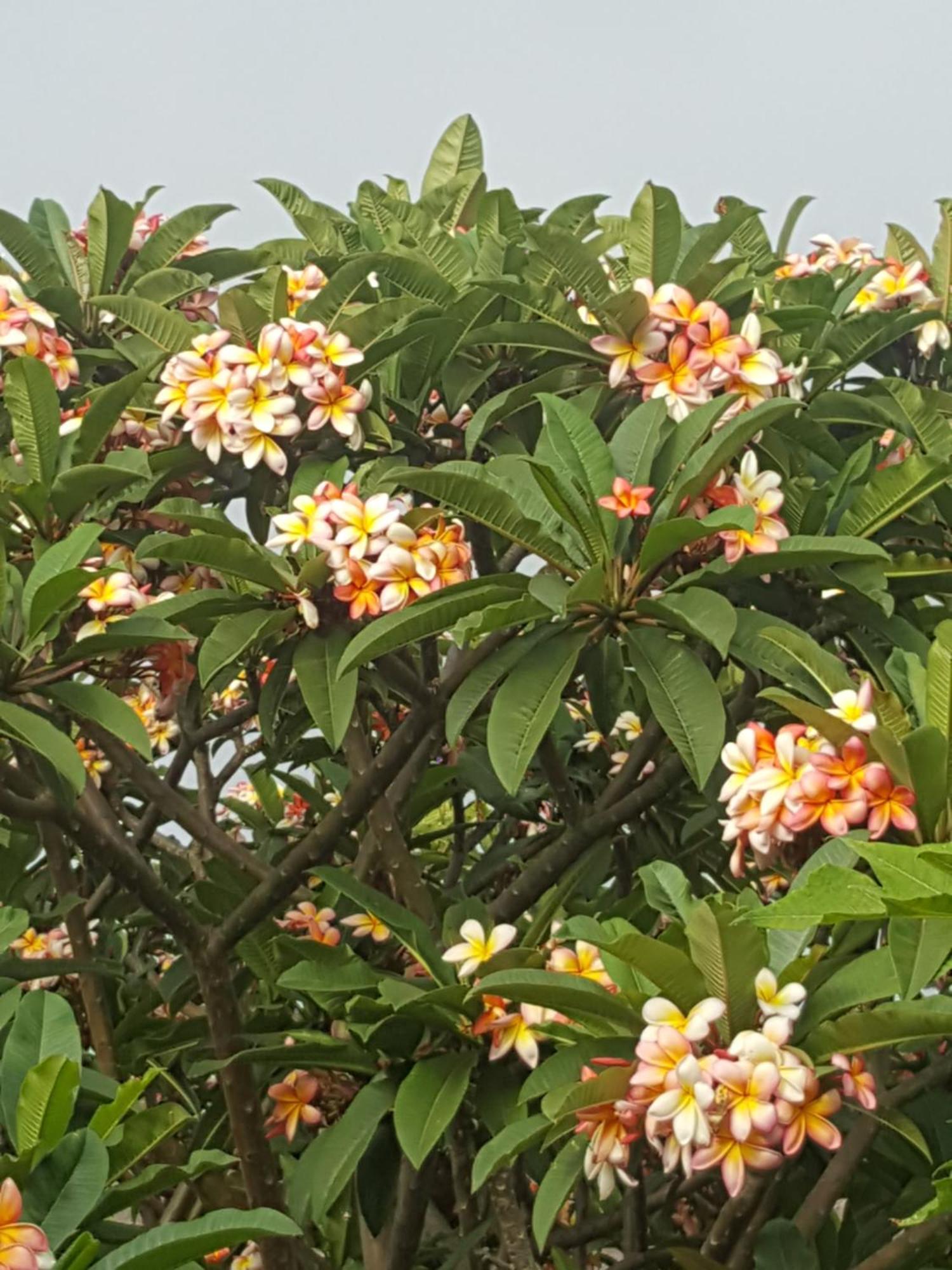 Casa Finca Avocado Los Llanos De Aridane Zewnętrze zdjęcie